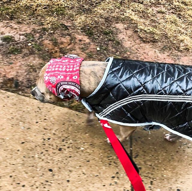 Вона ненавидить, коли холодно у вуха, тому має спеціальну хустину для прогулянок - фото 231194