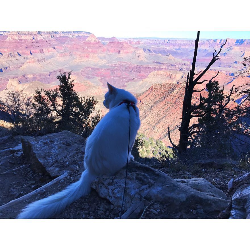 Кіт-мандрівник, якому заздрять всі офісні працівники: яскраві фото