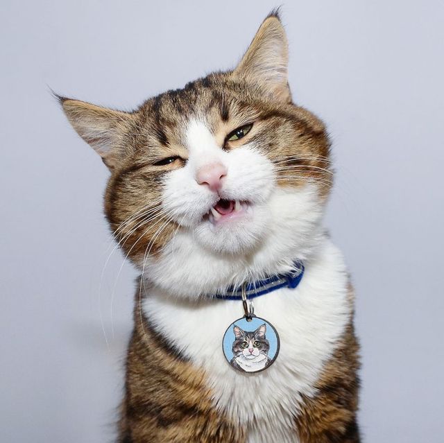 Кіт з людськими емоціями підкорює мережу - фото 235660