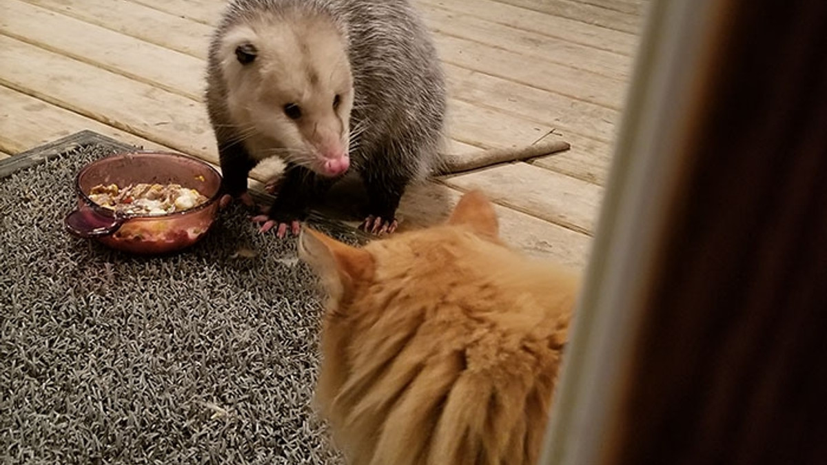 Кіт побачив, як опосум їсть його корм: епічна реакція - фото 1