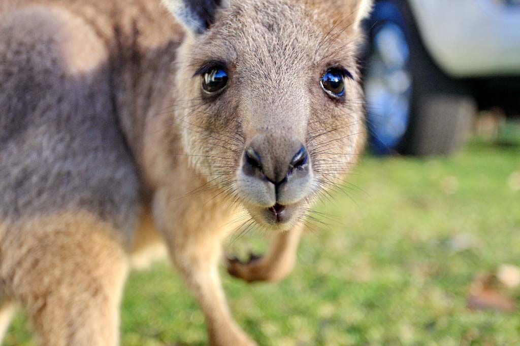 Маленький кенгуру став зіркою мережі: кумедне відео