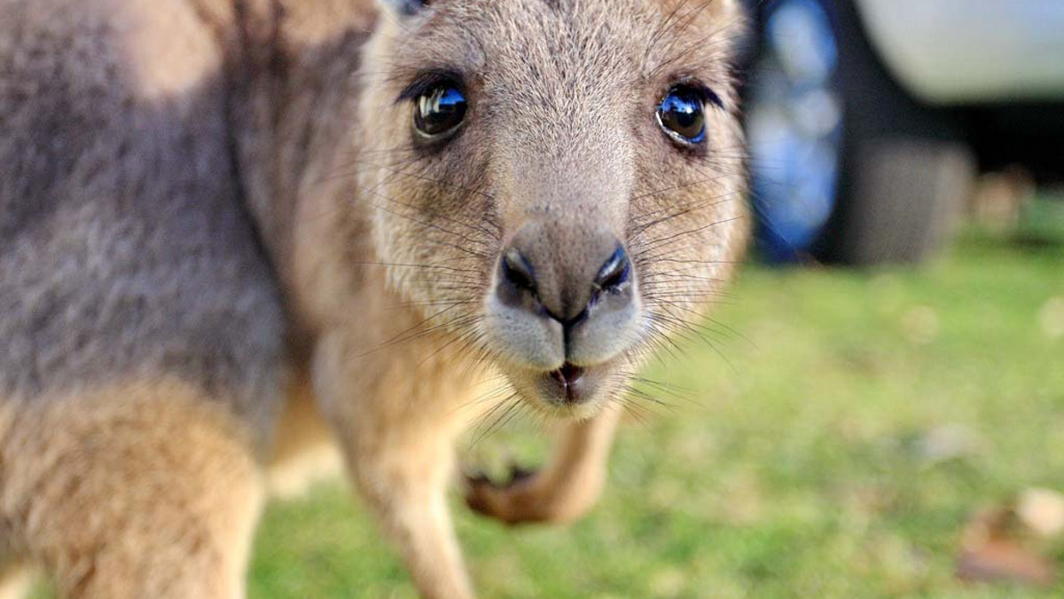 Маленький кенгуру став зіркою мережі: кумедне відео - фото 1