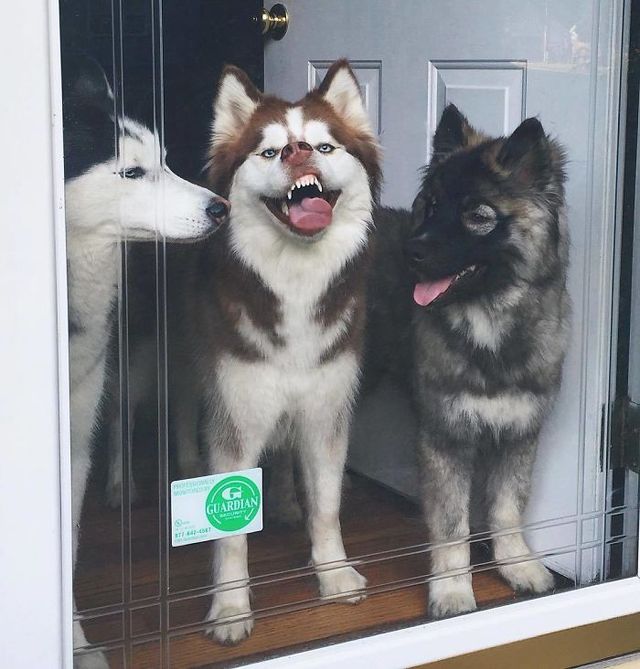 Ці веселі хаскі змусять вас посміхнутись: кумедні фото - фото 236169