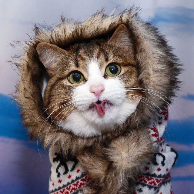 Кіт з людськими емоціями підкорює мережу - фото 235665