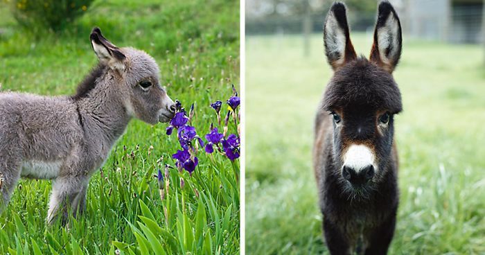 Маленькі віслюки, які змусять вам посміхнутись: кумедні фото