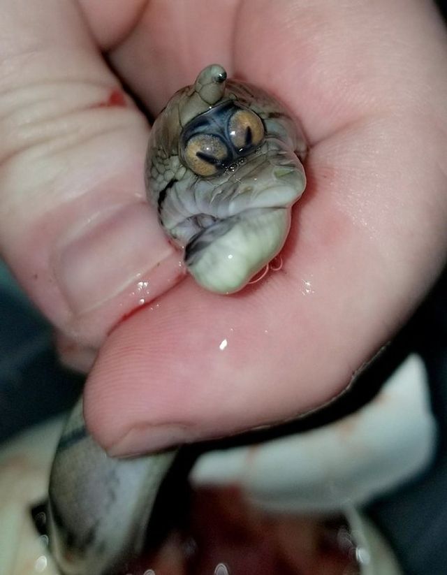 Американський фермер шокував мережу фотографіями істоти-мутанта - фото 233355