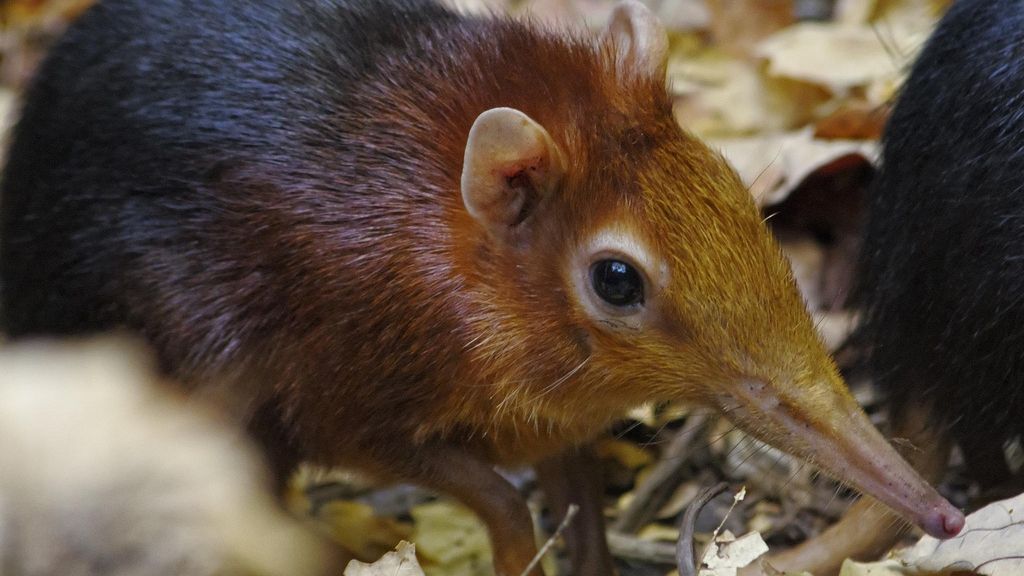 У зоопарку Києва оселилися кузіманзи