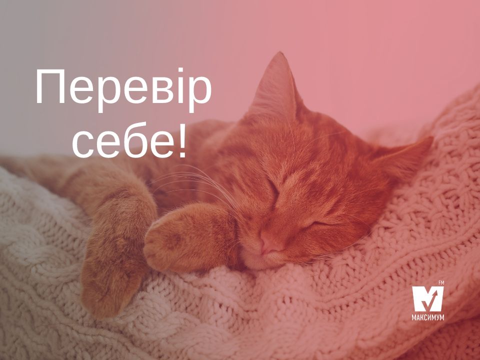 Тест до Всесвітнього дня котів: який ти пухнастик?