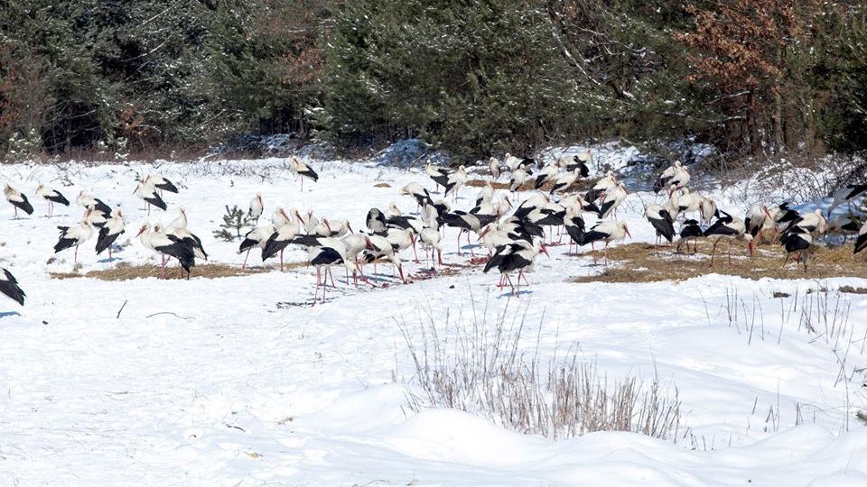 Лелеки в Україні - фото 1