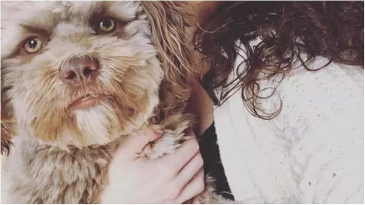 Пес належить до породи ши-пу - фото 1