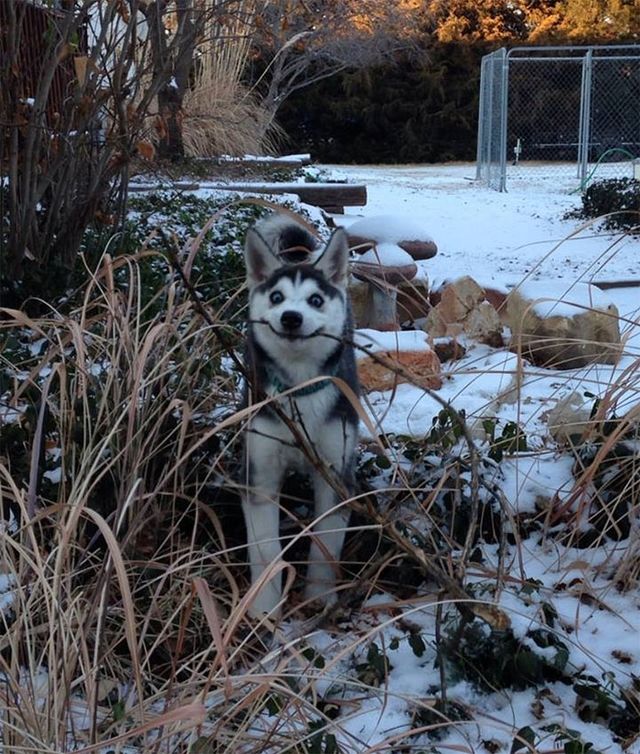 Ці веселі хаскі змусять вас посміхнутись: кумедні фото - фото 236177