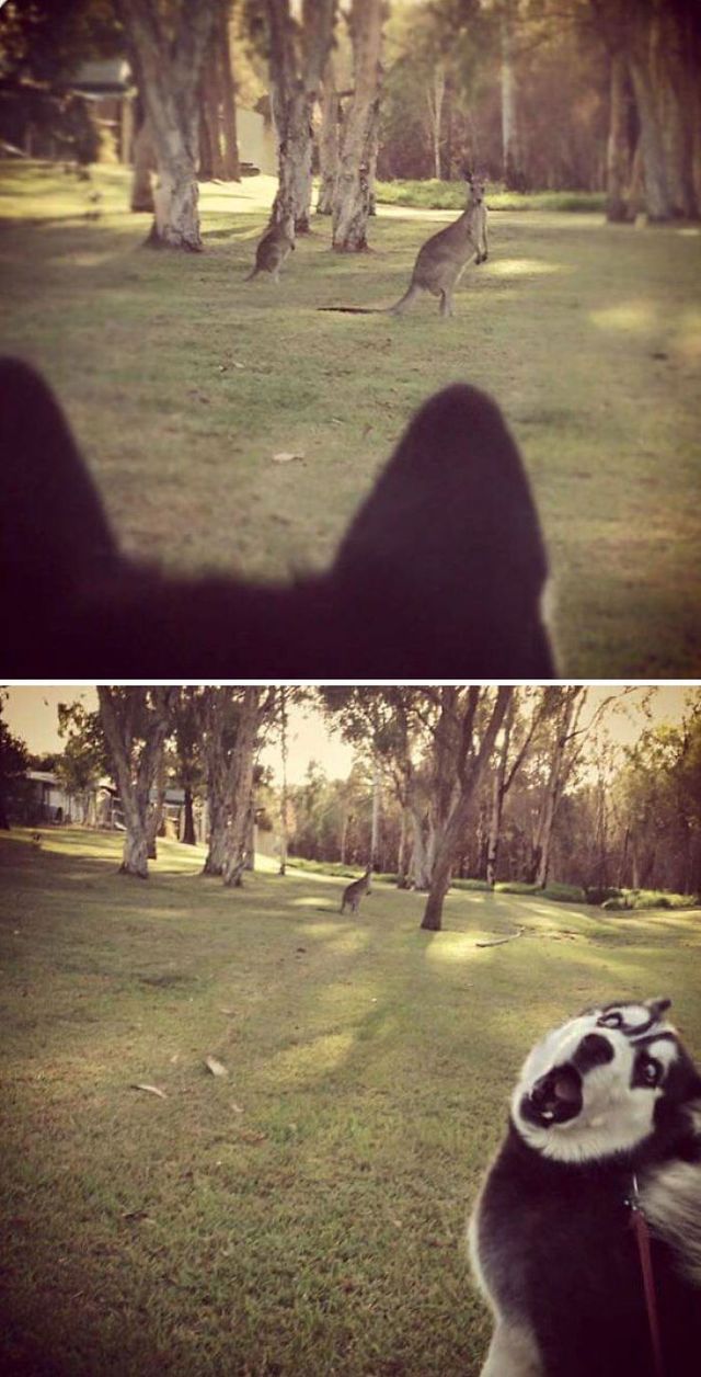 Ці веселі хаскі змусять вас посміхнутись: кумедні фото - фото 236175