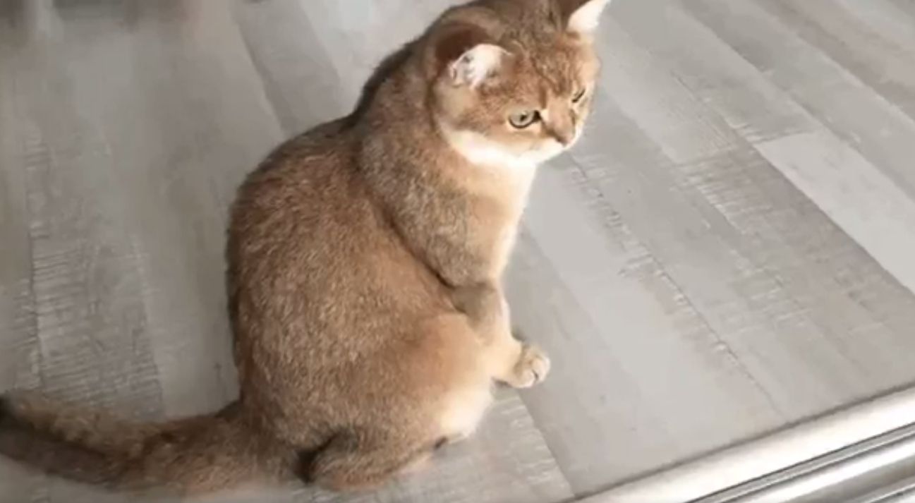 Пухнастик зламався: у мережі сміються із втомленого кота