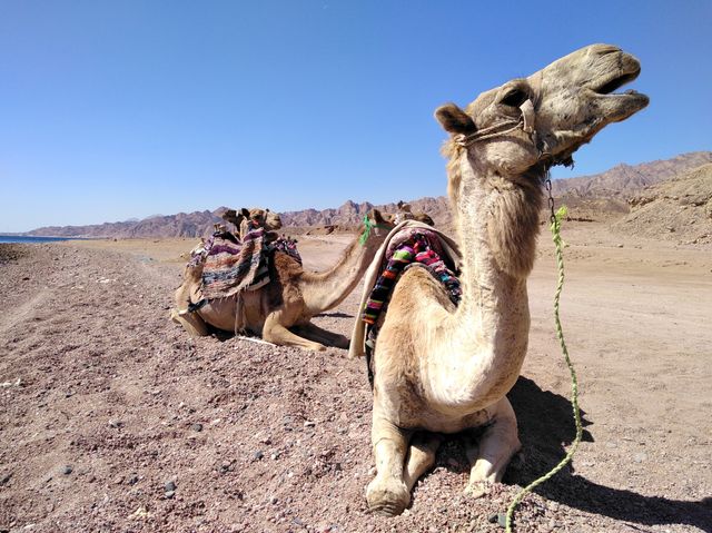 Верблюди на відпочнку - фото 233537