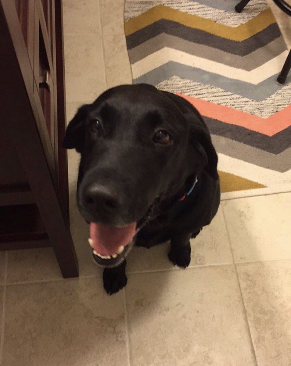 Неуважний пес став зіркою мережі: відеофакт - фото 1