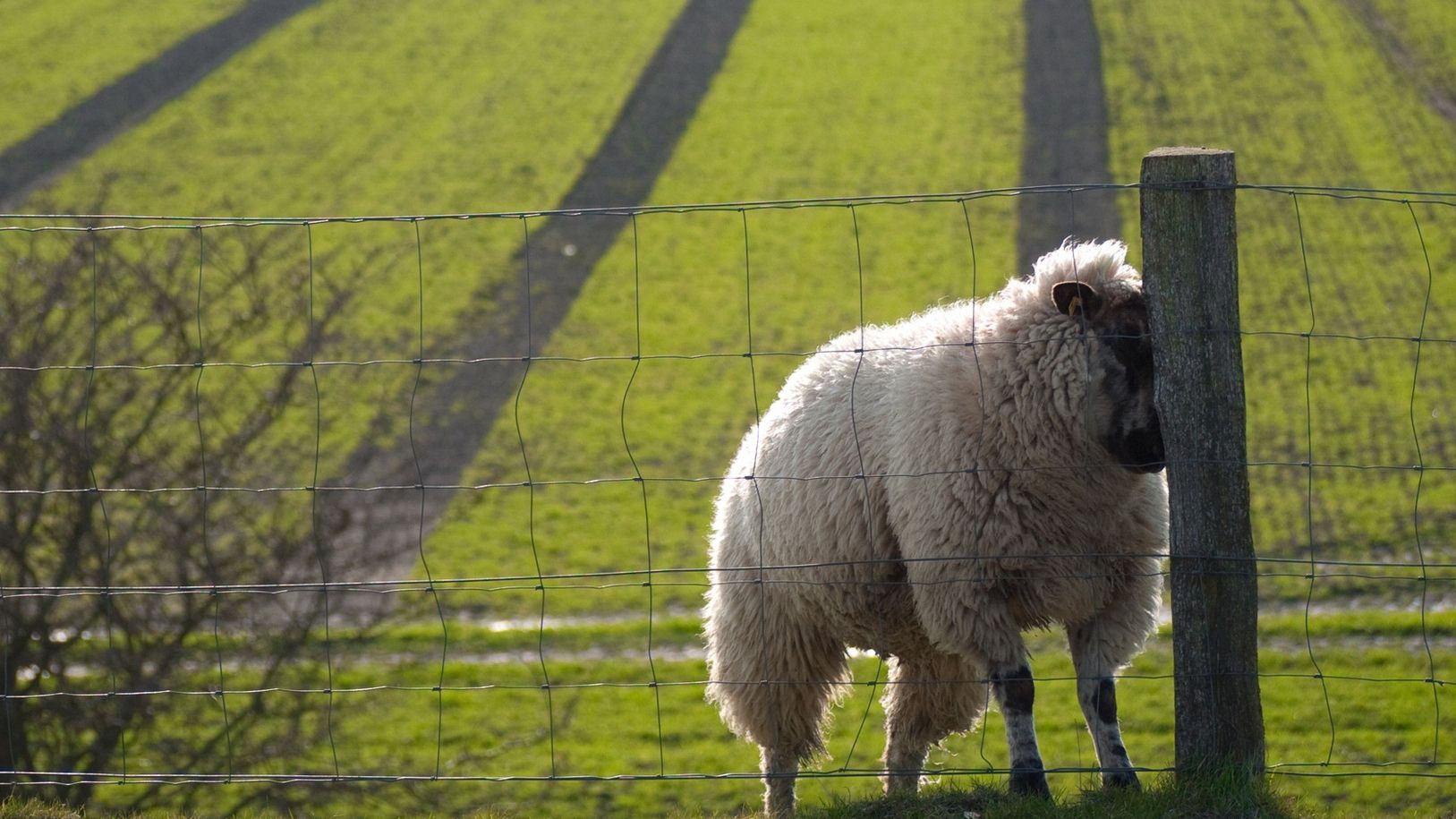 Впертий характер змушує Тельця думати, що він незмінно правий - фото 1
