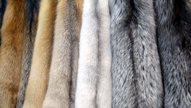 Італійський модний дім відмовився від використання хутра тварин - фото 233317