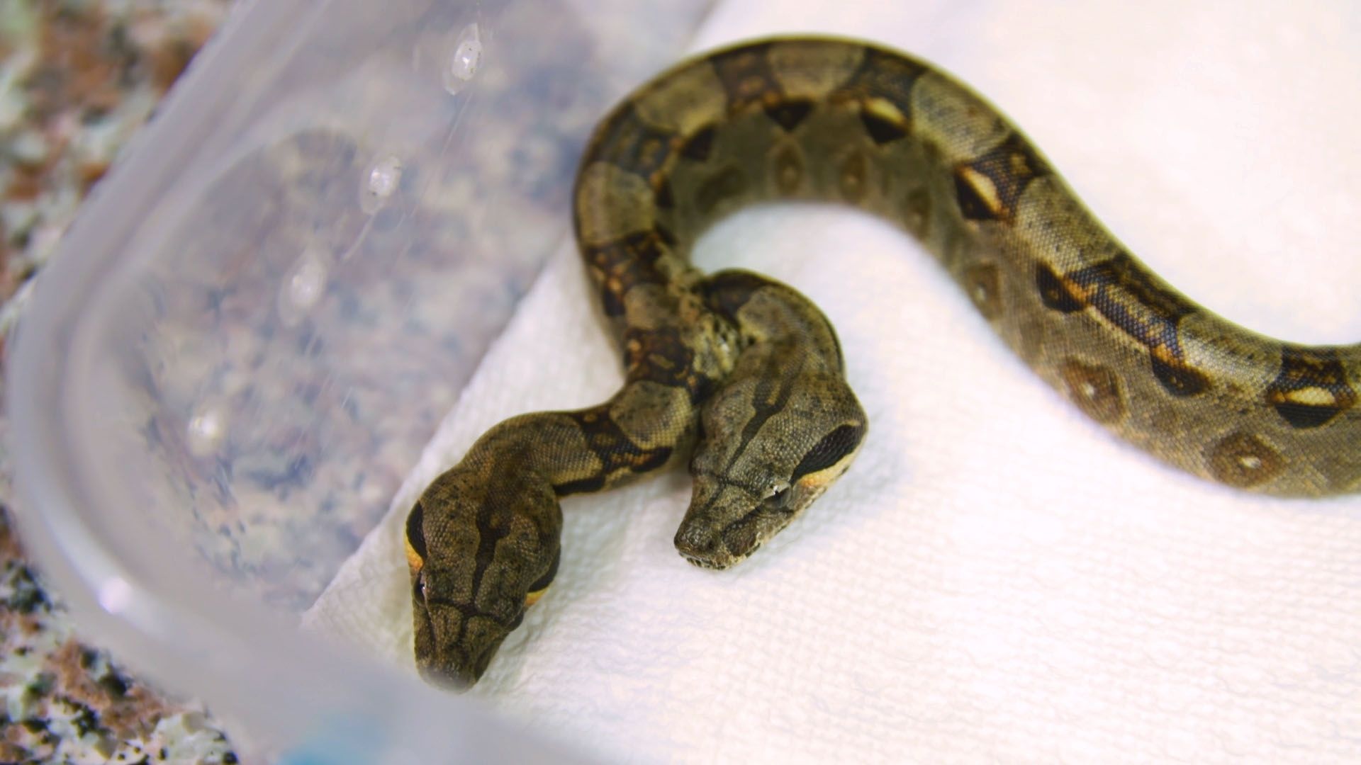 Двоголову змію з двома серцями зняли на відео