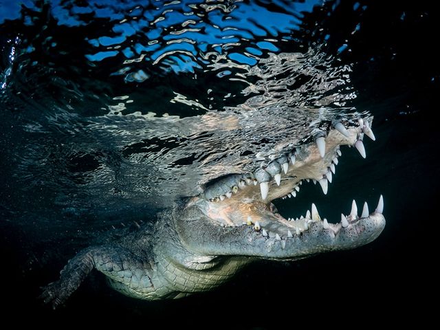 Sony World Photography Awards: названо найкращі фото 2017 року - фото 235083