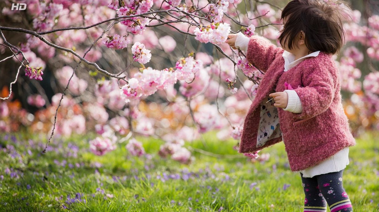 Найдовша алея сакур у світі знаходиться не на батьківщині цих дерев - фото 1