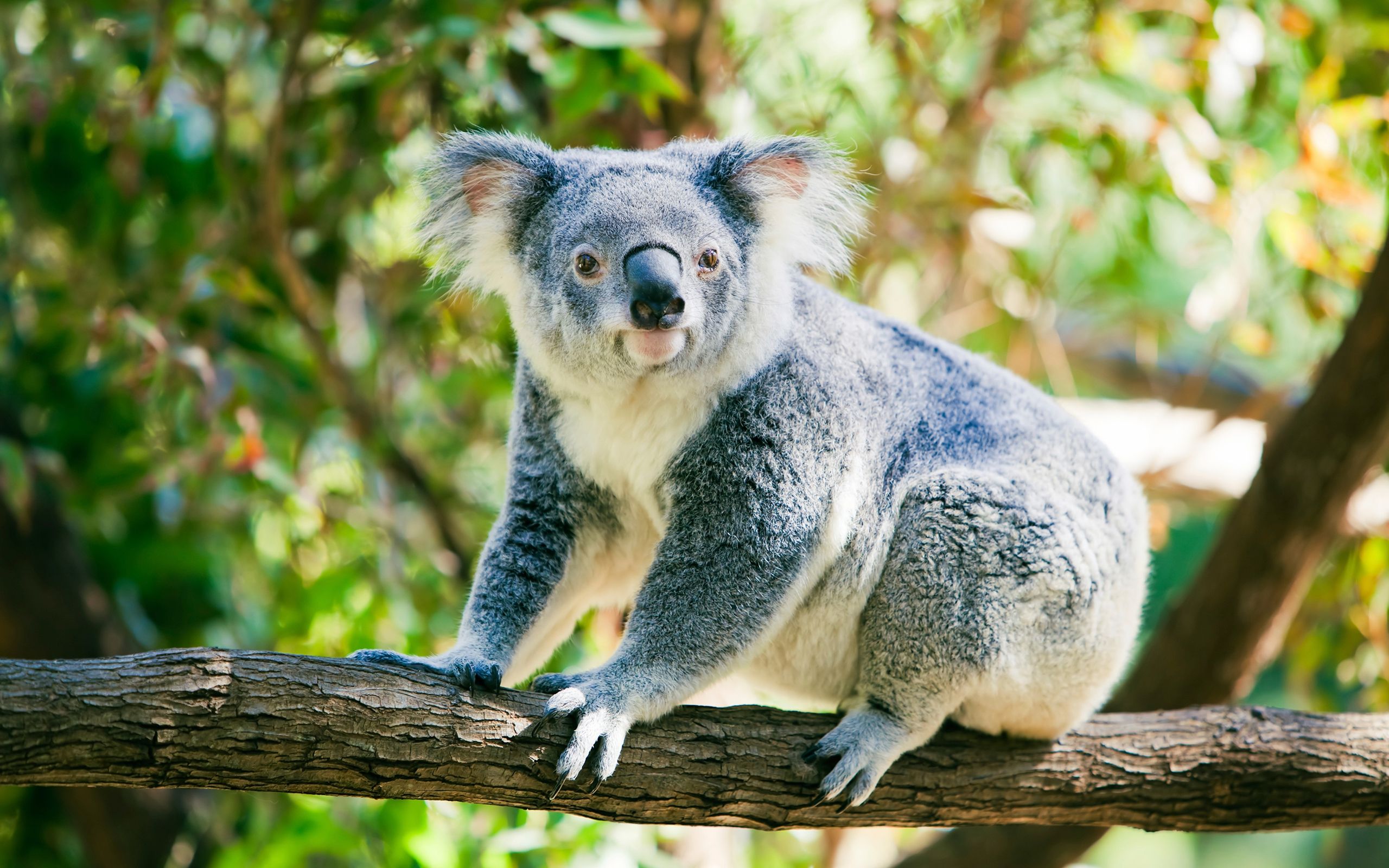 Коалу, яка пливе в річці, зняла на відео