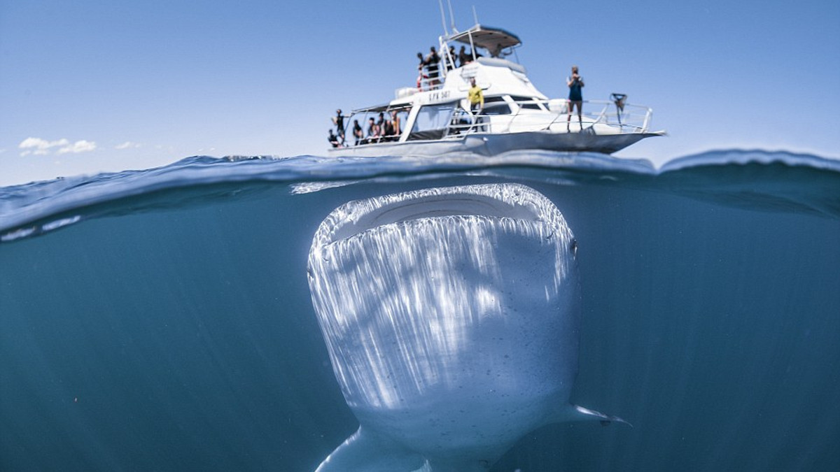 ЗМІ показали рідкісні фото з гігантською акулою - фото 1