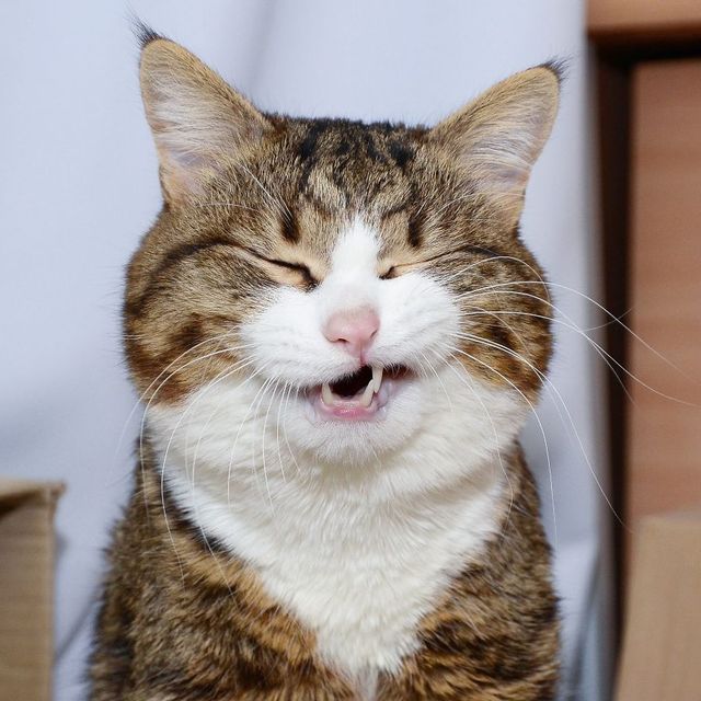 Кіт з людськими емоціями підкорює мережу - фото 235656