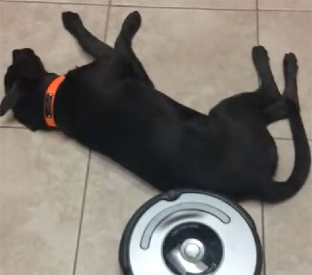 Лінивий собака проти робота-порохотяга: кумедне відео - фото 1