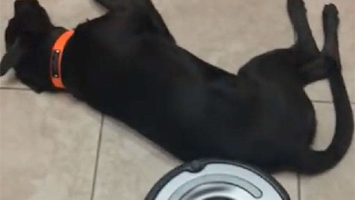 Лінивий собака проти робота-порохотяга: кумедне відео - фото 1