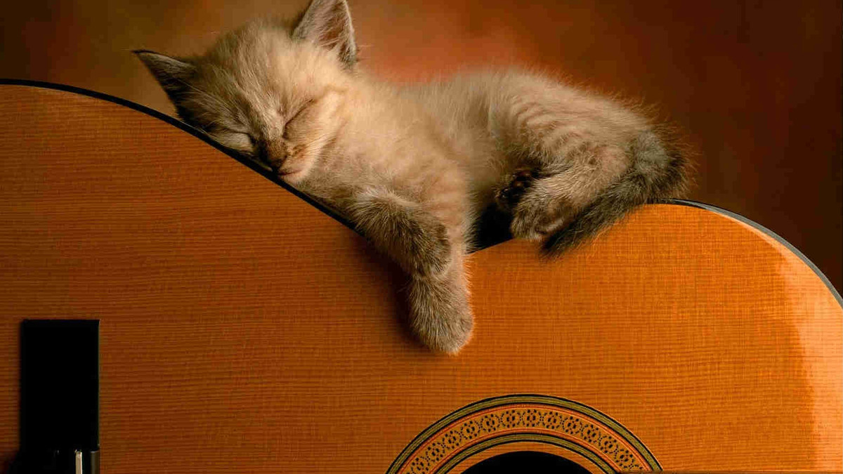 Крихітне кошеня з гітаристом стали зірками мережі: милі відео - фото 1