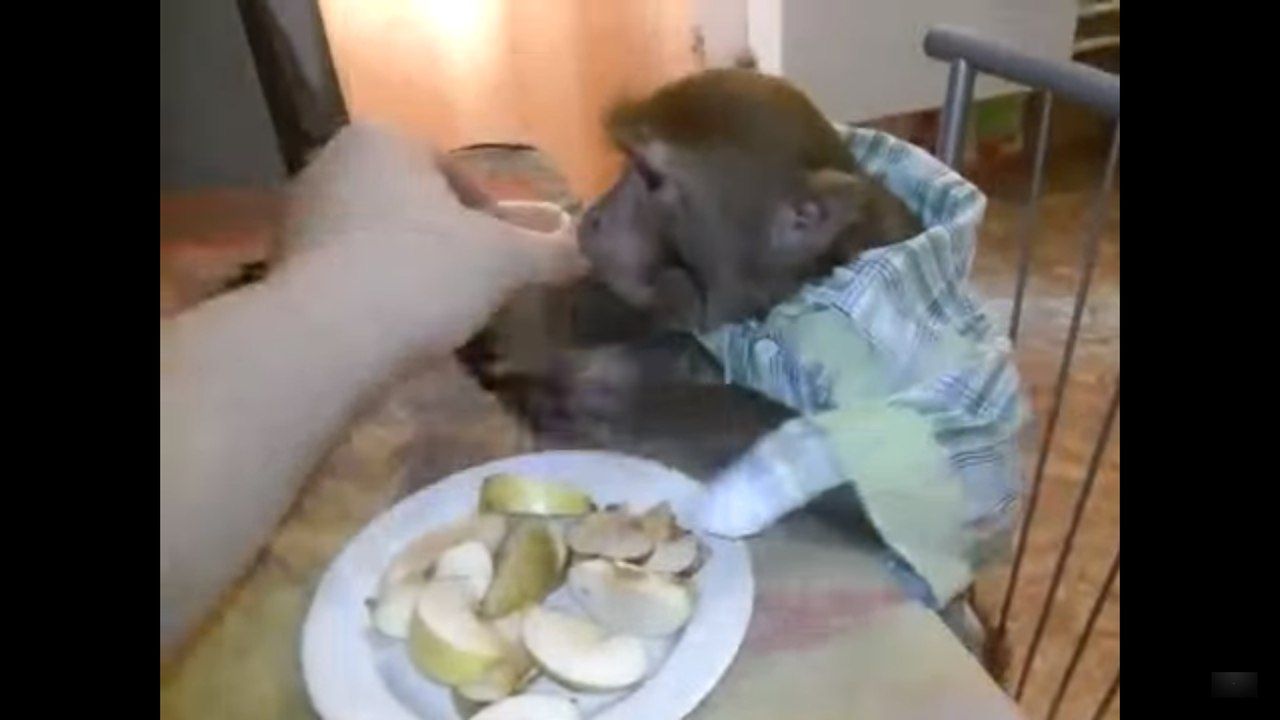 Мережу шокувала мавпа, яка п'є горілку