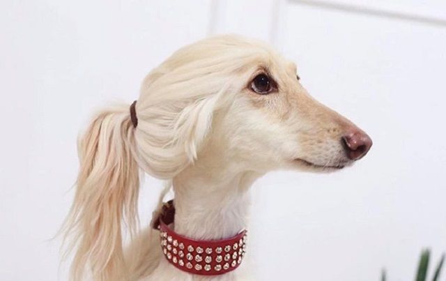 Мережу здивував собака-двійник Іванки Трамп