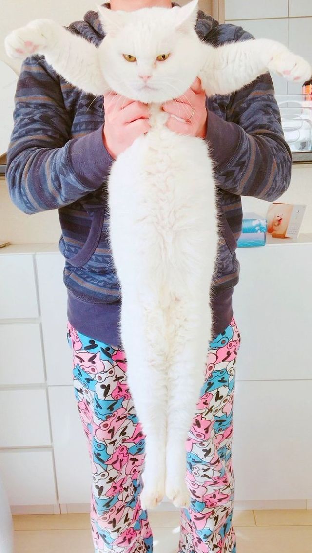 Коти, які показують справжню гнучкість та розтяжку - фото 233604