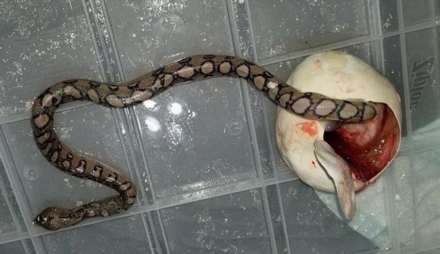 Американський фермер шокував мережу фотографіями істоти-мутанта - фото 233356