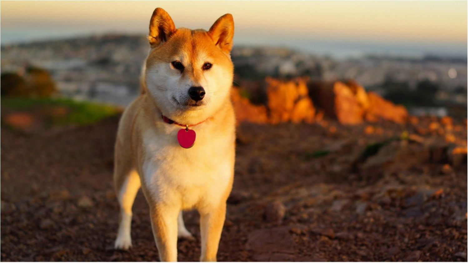 На спинах собак були закріплені камери - фото 1