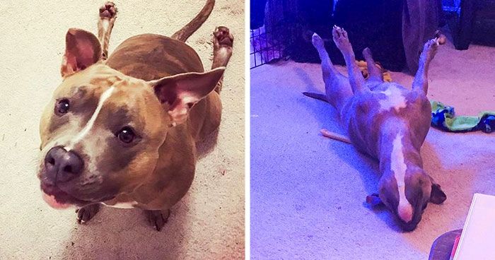 У мережі знайшли найдивнішого пітбуля у світі: кумедні фото - фото 1