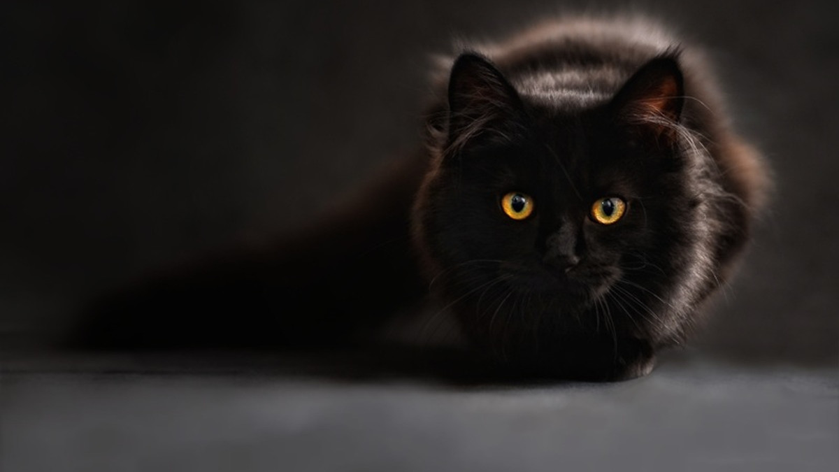 Чорний кіт-чарівник став зіркою мережі, і ось чому - фото 1