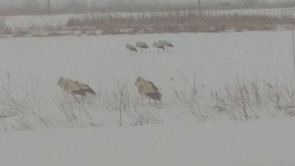 В Україну повернулися лелеки: як врятувати птахів та чим їх можна годувати