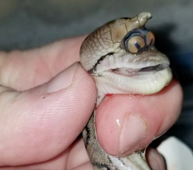 Американський фермер шокував мережу фотографіями істоти-мутанта - фото 233354