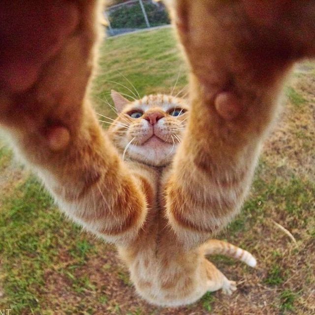 Коти, які показують справжню гнучкість та розтяжку - фото 233609