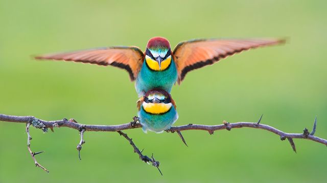 Sony World Photography Awards: названо найкращі фото 2017 року - фото 235072