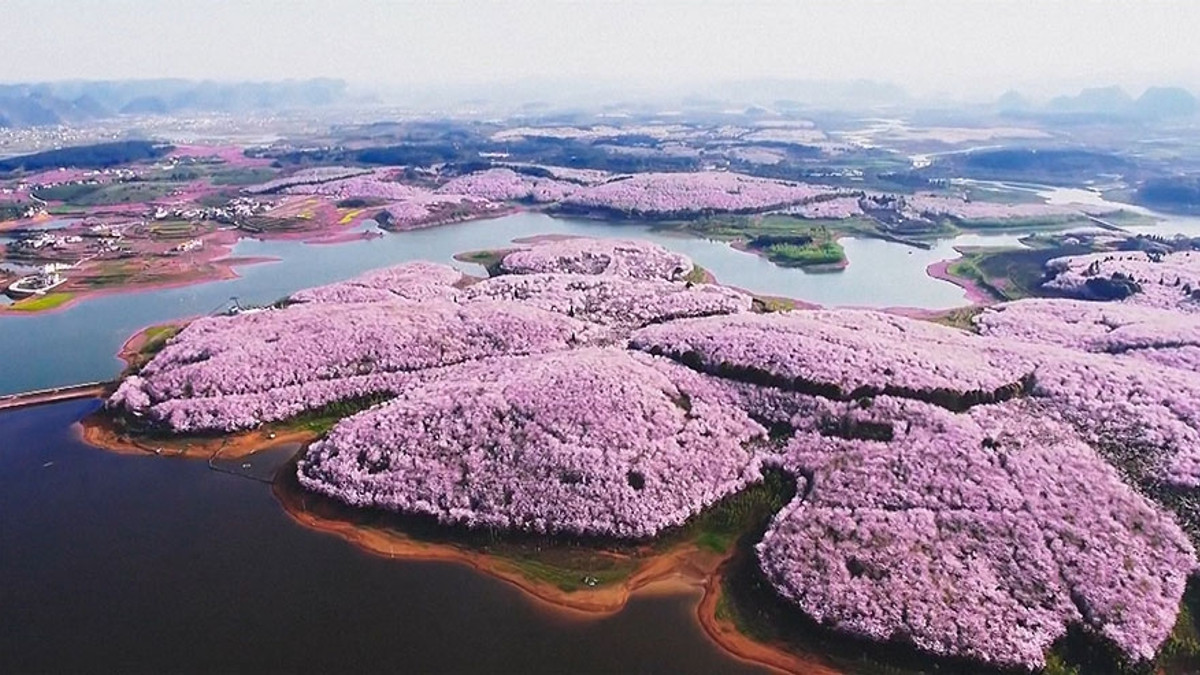 У Китаї розквітли вишні, і це неймовірне видовище - фото 1
