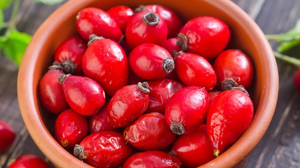 Шипшина - ідеальний продукт для весни - фото 1