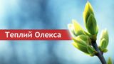 Теплого Олекси 2021: народні традиції та прикмети в Україні