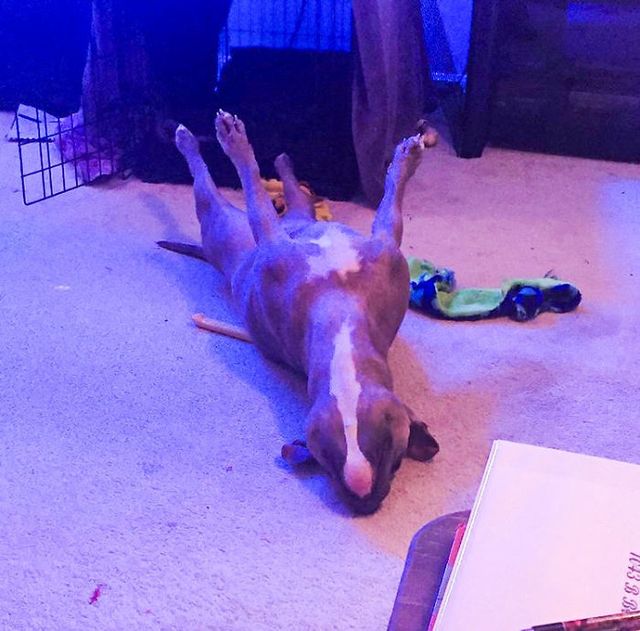 А так Лейла спить - фото 231193