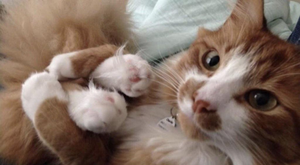 Кумедний кіт, який тримає свої лапки, став зіркою мережі - фото 1