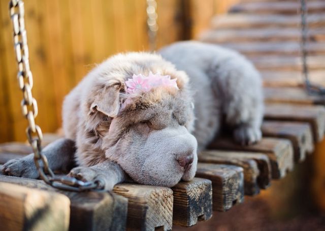 Чарівний собака-ведмідь шукає пригоди в Лондоні - фото 241308