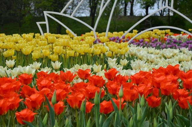 У Києві відкрилася виставка тюльпанів- фото 243814