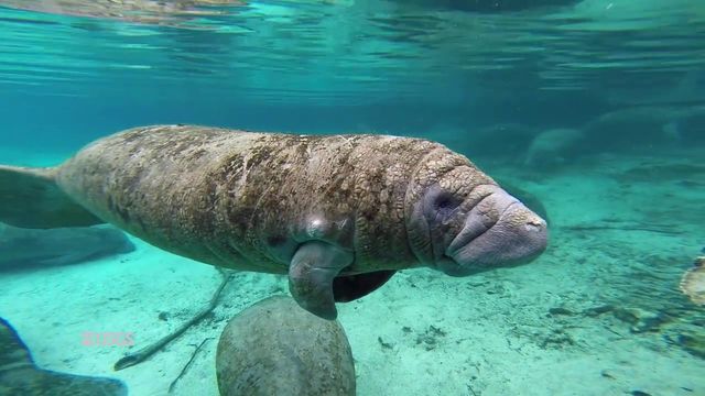 Дивовижні тварини, які не дожили до наших днів- фото 239689