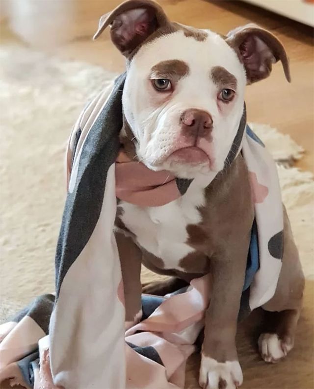 У мережі знайшли найсумнішого собаку у Німеччині - фото 238273